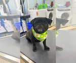Small Photo #1 Pug Puppy For Sale in LONG NECK, DE, USA