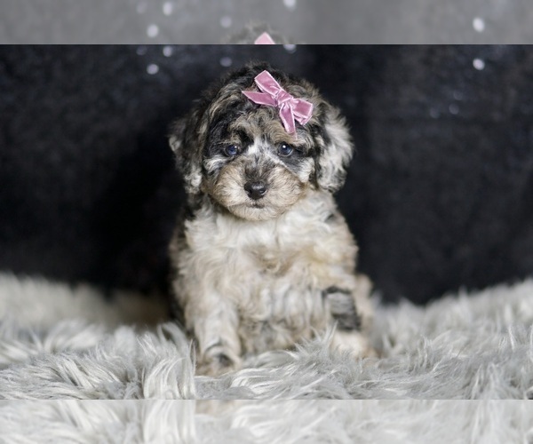 Medium Photo #69 Maltipoo Puppy For Sale in WARSAW, IN, USA