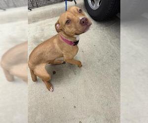 Staffordshire Bull Terrier Dogs for adoption in Houston, TX, USA