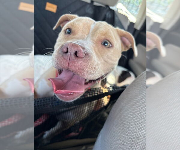 Medium Photo #13 Mutt Puppy For Sale in Canton, CT, USA