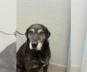 Labrador Retriever-Unknown Mix Dogs for adoption in Las Vegas, NV, USA