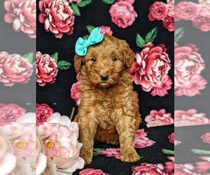 Double Doodle Puppy for sale in NOTTINGHAM, PA, USA