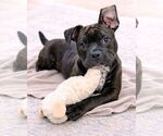 Small #2 American Pit Bull Terrier