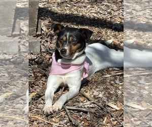 Mother of the Boxer-Rat Terrier Mix puppies born on 10/19/2025