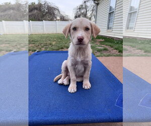 Retriever -Unknown Mix Dogs for adoption in Greenville, SC, USA