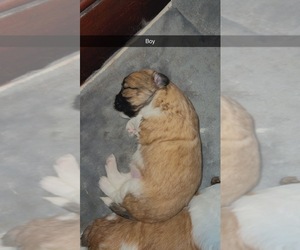 Shih Tzu Puppy for sale in CHICOPEE, MA, USA