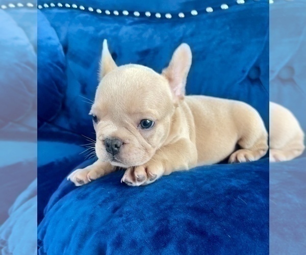 Medium Photo #14 French Bulldog Puppy For Sale in PALO ALTO, CA, USA