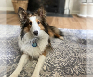 Father of the Shetland Sheepdog puppies born on 03/05/2026