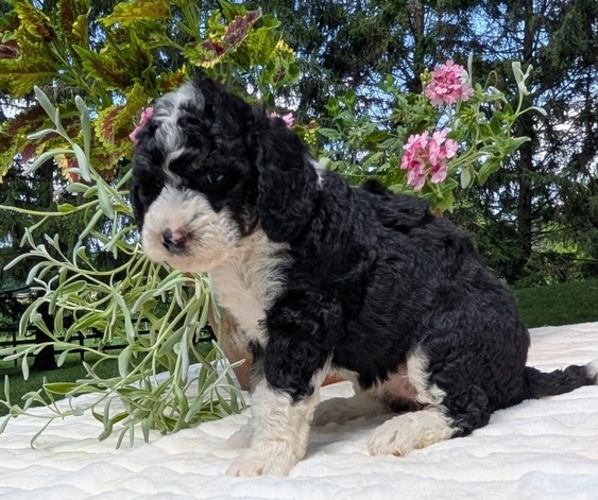 Medium Photo #93 Miniature Bernedoodle Puppy For Sale in GOSHEN, IN, USA