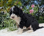 Small #11 Miniature Bernedoodle