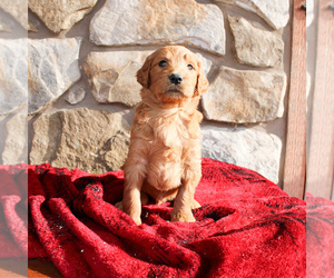 Goldendoodle-Poodle (Standard) Mix Puppy for sale in EAST EARL, PA, USA