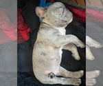 Small #1 French Bulldog