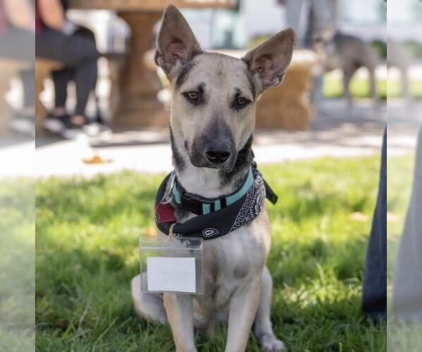 Medium Photo #1 Basset Hound-German Shepherd Dog Mix Puppy For Sale in San Diego, CA, USA