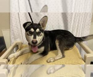 Siberian Husky Dogs for adoption in Modesto, CA, USA