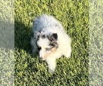 Small #14 Shetland Sheepdog