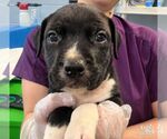 Meep - Male Labrador Retriever-Unknown Mix Dog for Adoption - Small photo