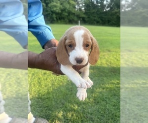 Beagle Litter for sale in WOODBRIDGE, VA, USA