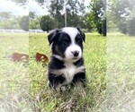 Small #1 Miniature Australian Shepherd