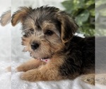 Small #16 Morkie