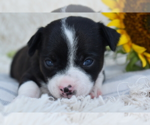 Chihuahua Puppy for sale in SENECA FALLS, NY, USA