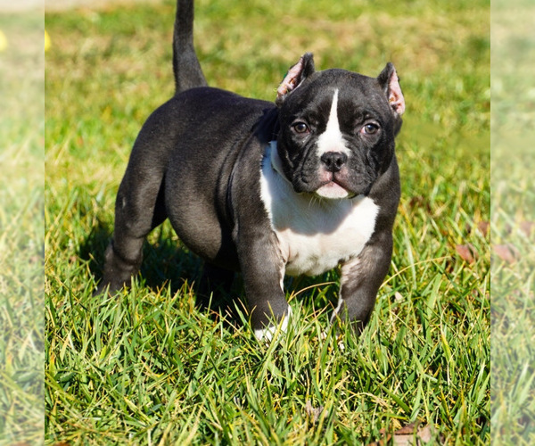 Medium Photo #2 American Bully Puppy For Sale in FERN CREEK, KY, USA
