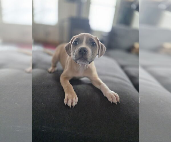 Medium Photo #3 American Pit Bull Terrier-Unknown Mix Puppy For Sale in New London, WI, USA