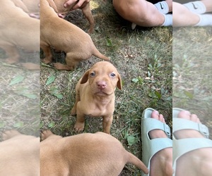 Vizsla Puppy for sale in ALLENDALE, MI, USA