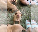 Small Vizsla