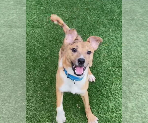 Medium Photo #4 Mutt Puppy For Sale in Canton, CT, USA