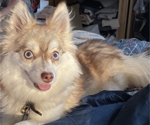 Mother of the Pomsky puppies born on 05/08/2025