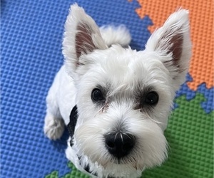 West Highland White Terrier Puppy for sale in NORTH BRUNSWICK, NJ, USA