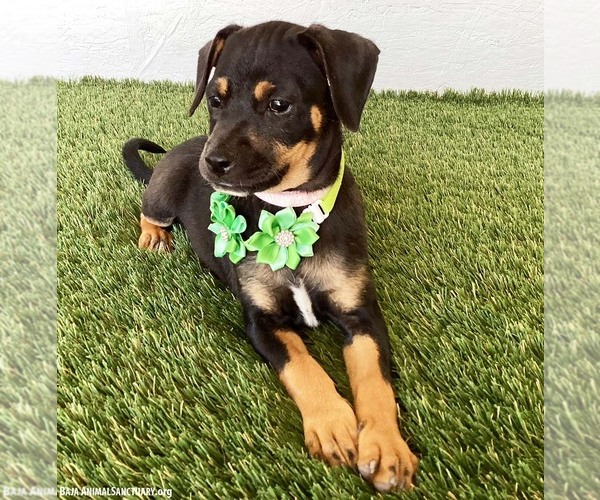 Medium Photo #2 Rat Terrier-Unknown Mix Puppy For Sale in San Diego, CA, USA