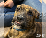 Small #8 Boxer-Plott Hound Mix
