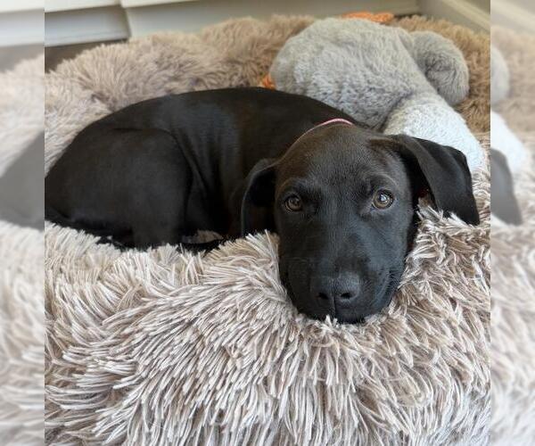 Medium Photo #7 Boxador Puppy For Sale in San Diego, CA, USA