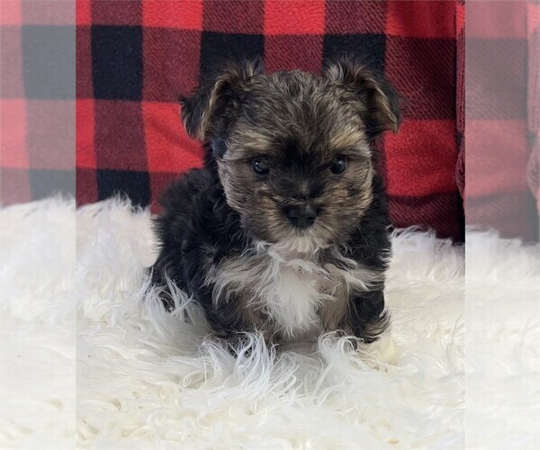Medium Photo #4 Maltipoo Puppy For Sale in PEMBROKE PINES, FL, USA