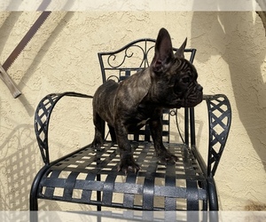 French Bulldog Puppy for sale in MORENO VALLEY, CA, USA