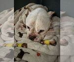 Small #12 American Bulldog-French Bulldog Mix