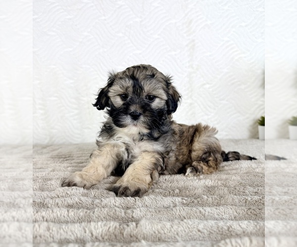 Medium Photo #2 ShihPoo Puppy For Sale in GREENFIELD, IN, USA