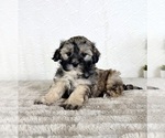 Small #1 ShihPoo