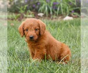 Miniature Labradoodle Puppy for sale in GORDONVILLE, PA, USA