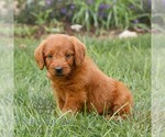 Small Miniature Labradoodle