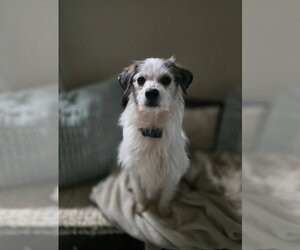 Chihuahua-Unknown Mix Dogs for adoption in Columbus, IN, USA