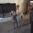 Small Photo #1 Weimaraner Puppy For Sale in LAKE MARY, FL, USA