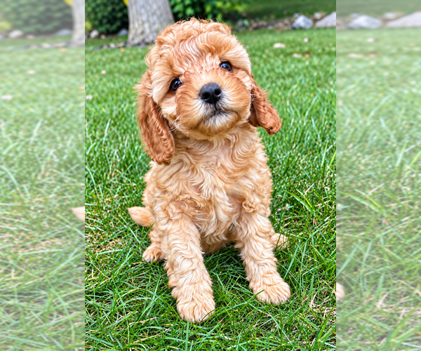 Medium Photo #8 Cavapoo (Miniature) Puppy For Sale in FAIR HAVEN, MI, USA
