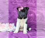 Small Photo #4 Akita Puppy For Sale in AIRVILLE, PA, USA