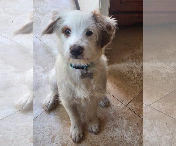 Medium Photo #11 Poodle (Miniature)-Unknown Mix Puppy For Sale in Escondido, CA, USA