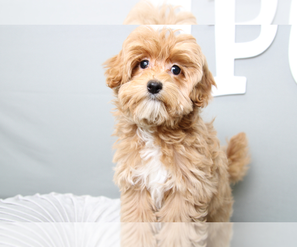 Medium Photo #4 Maltipoo Puppy For Sale in MARIETTA, GA, USA