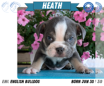 Small #9 English Bulldog