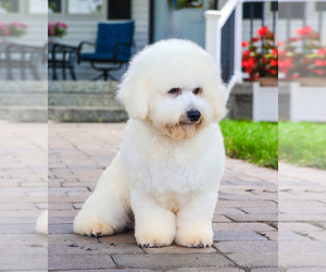 Bichon Frise Puppy for sale in SYRACUSE, IN, USA