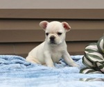 Small Photo #43 French Bulldog Puppy For Sale in LIBERTY, KY, USA